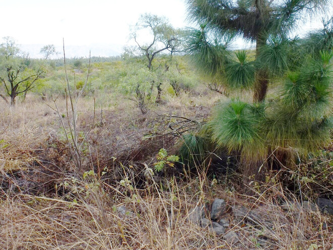 Jacaranda und Kiefer