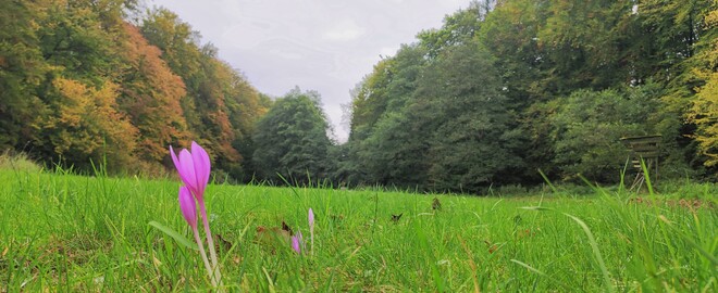 Blühwiese umgeben von Wald
