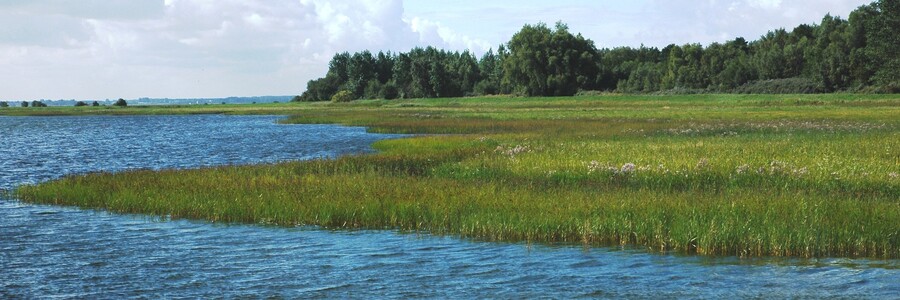 Salzgraslandschaft der Insel Kirr Salzgraslandschaften wachsen an der Ostseeküste