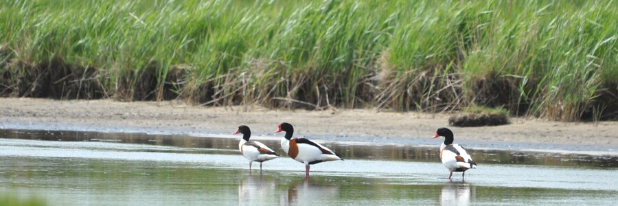 Brandgänse Drei Brandgänse an Strand der Ostsee