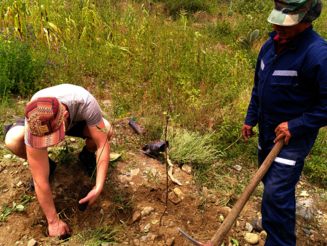 Neue DAF-Parzelle wird angelegt Bäume werden gepflanzt auf einer neuen Dynamischen Agroforstparzelle in Bolivien