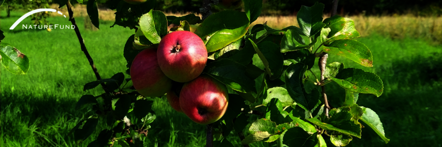 Reife Äpfel hängen an einem Ast auf einer Streuobstwiese Reife Äpfel hängen an einem Ast auf einer Streuobstwiese