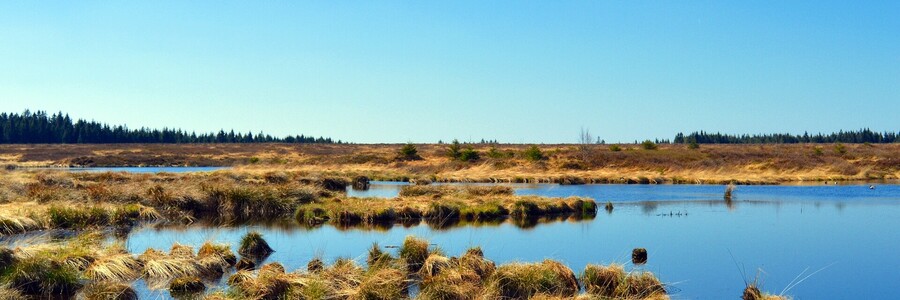 Panorama eines Hochmoors in der Sonne Panorama eines Hochmoors in der Sonne