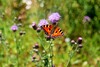 Schmetterling der Art Kleiner Fuchs sitzt auf Ackerkratzdistel in Sonnenschein