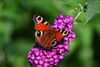Tagpfauenauge sitzt mit offenen Flügeln auf pinker Blüte