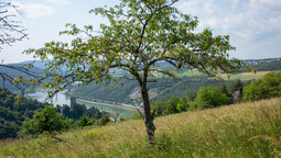 Alter Obstbaum mit Blick auf Rhein