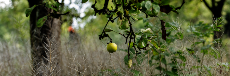 Ein Apfel hängt an einem Apfelbaum auf einer Streuobstwiese