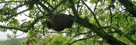 Bienenschwarm im Obstbaum