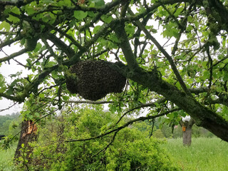 Bienenschwarm im Obstbaum