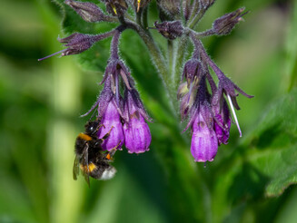 Wildbiene an der lilafarbenen Blüte des Beinwells..