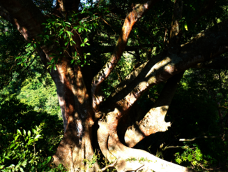 Großer, alter Baum steht auf dem Land der Kogi in der Sierra Nevada de Santa Marta in Kolumbien