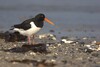 Uferschnepfe am Strand auf der Insel Kirr