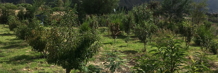 Dynamische Agroforstparzelle vor den Hängen der Anden in Bolivien
