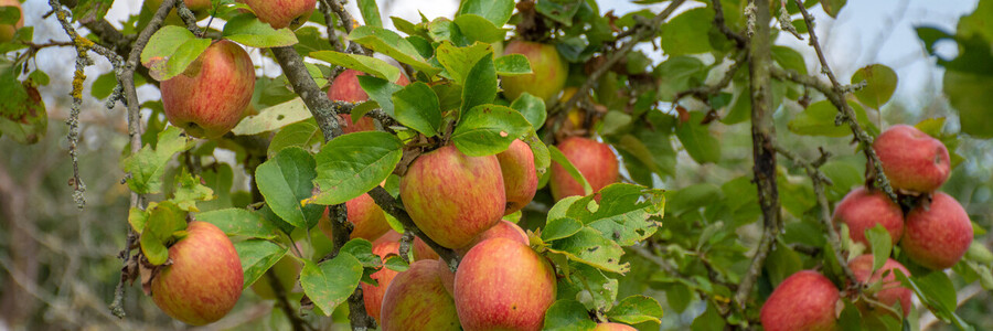 Reife Äpfel hängen am Baum