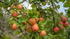 Reife Äpfel hängen am Baum