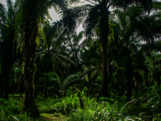Palmen wachsen im Regenwald von Costa Rica