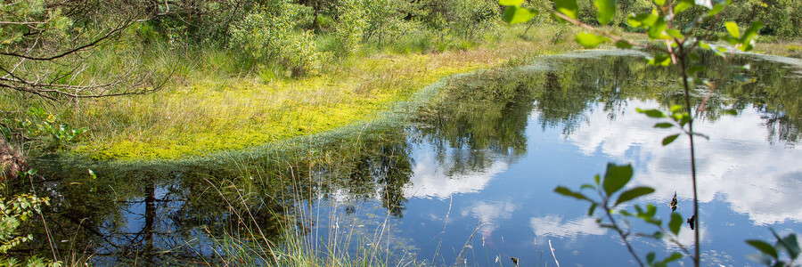Hamberger Moor: Wasserfläche mit Pflanzenvielfalt