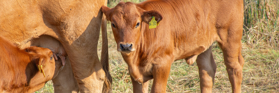 zwei braune Kälber auf der Weide