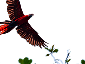 Un guacamayo rojo en vuelo Ein Ara beim Flug von unten fotografiert