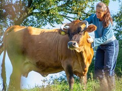 Frau streichelt Kuh der nahezu ausgestorbenen Rasse Murnau Werdenfelser