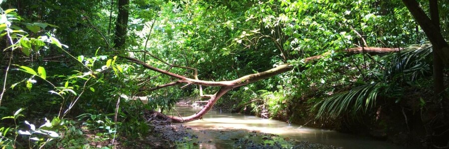 Baum liegt über Fluss in Regenwald von Costa Rica