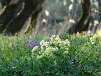 Schlüsselblumen im Wald