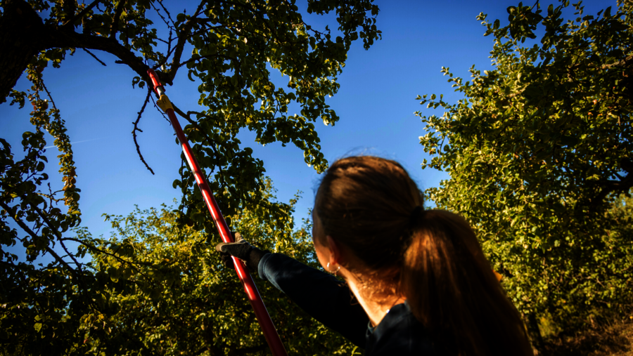 Eine Frau schneidet Totholz aus einem Apfelbaum auf einer Streuobstwiese
