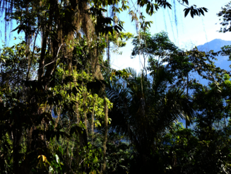 Dichter Regenwald in der Sierra Nevada de Santa Marta, einem Küstengebirge in Kolumbien