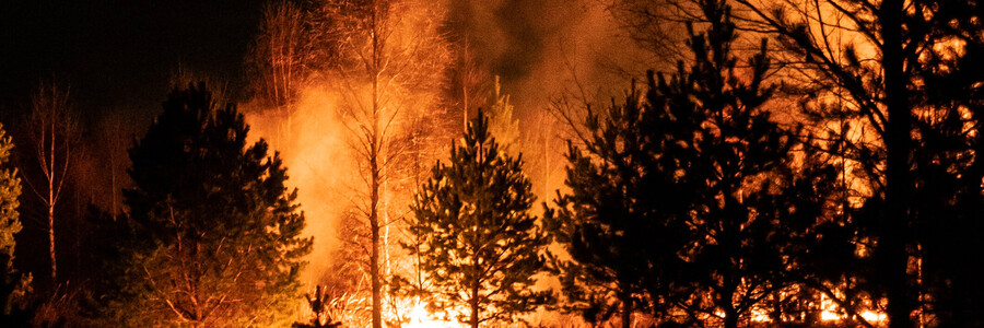 ein Wald in Flammen