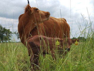 Ein Kalb mit seiner Mutter auf der Weide.