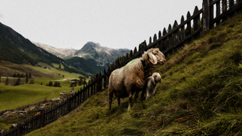 Schafe am Hang in den Bergen weidend