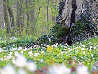 Ein mit Buschwindröschen bedeckter Wald