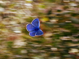 Blauer Schmetterling im Flug