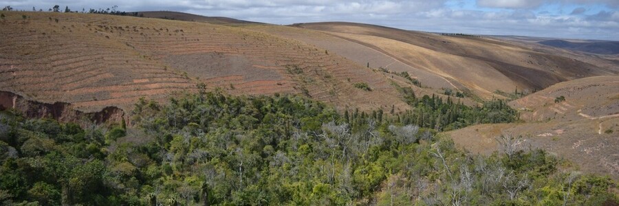 Letzte Reste des Hochlandregenwaldes von Ankafobe Foto: Naturefund