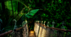 Brücke führt mitten durch den Regenwald