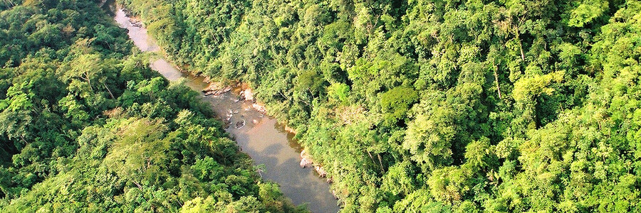 Tropischer Regenwald mit Fluss in Honduras aus der Vogelperspektive