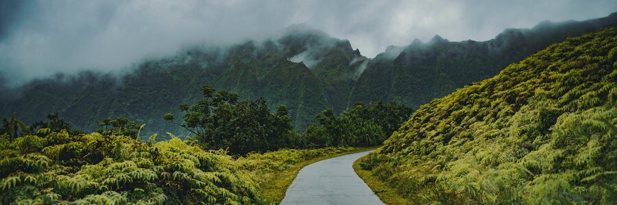 Geteerte Straße führt durch Regenwald