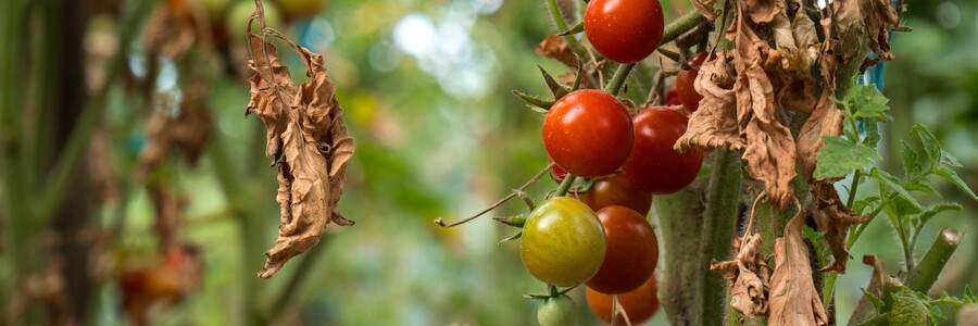 Tomatenpflanze mit vertrockneten Blättern