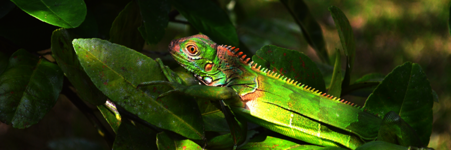 Ein gut getarntes Chamäleon läuft über Blätter im Regenwald von Costa Rica