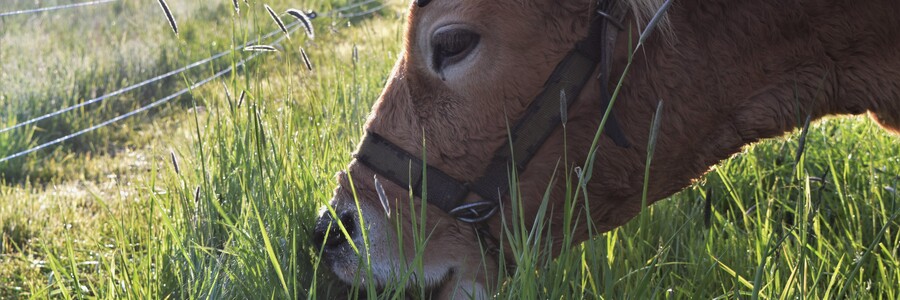 Kühe für besseres Graswachstum Kühe für besseres Graswachstum