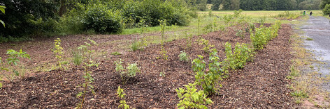 frisch gepflanzte Sträucher und Büsche, bedeckt mit einer Mulchschicht