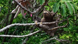 Faultier sitzt auf einem Ast mittem im Regenwald