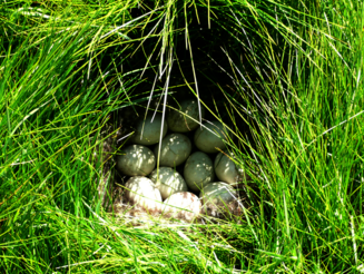 Viele weiße Eier liegen in einem Nest im hohen Gras