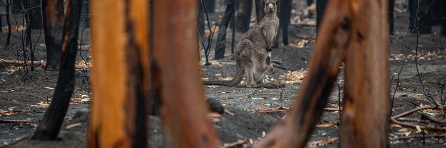 Ein Känguru mit Jungem im Beutel steht in einem abgebrannten Wald