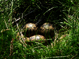 Drei braungefleckte Kiebitzeier liegen in einem Nest auf dem Boden