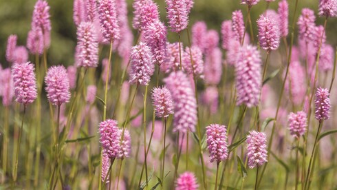 Blumenwiese mit rosa Blüten