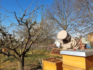 Offener Bienenstock wird von einem Imker im Anzug überprüft