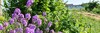 Lila Blumen und weitere Pflanzenarten wachsen dicht an dicht in einer Dynamischen Agroforst-Reihe