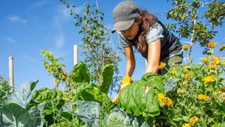 Junge Frau erntet Gemüse auf dem Feld