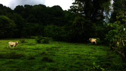 Rinder stehen auf Weide in Costa Rica, die sich an dicht bewachsenen Regenwald anschließt